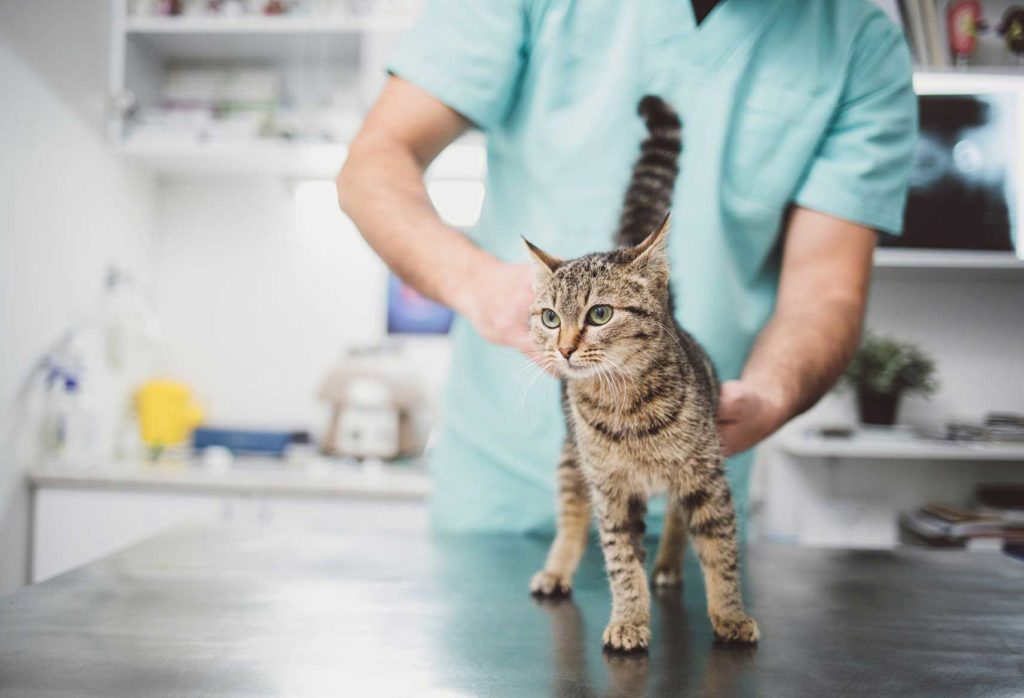 Лапароскопическая стерилизация кошки (с помощью прокола) городе Королеве Московской области