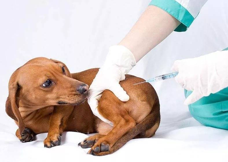 Плановая вакцинация животных (собаки, кошки) в городе Королеве