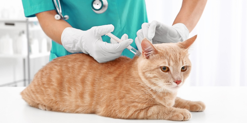 Вакцинация щенка, котенка городе Королеве Московской области