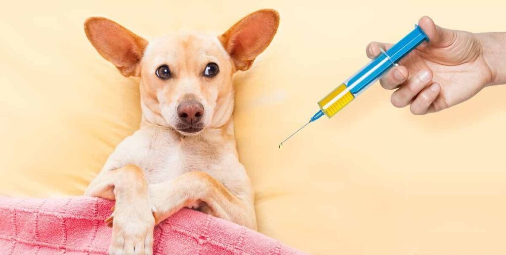 Вакцинировать животное собаку или кошку в городе Королеве