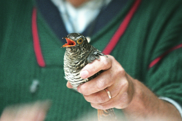 Лечение птиц в городе Королеве
