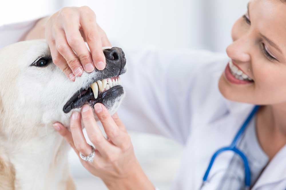 animal dentistry 1. Стоматолог для собаки, кошки в городе Королеве